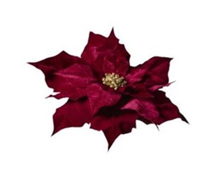 Xmas. Testa Stella Natale 70x70x15 Cm - Burgundy