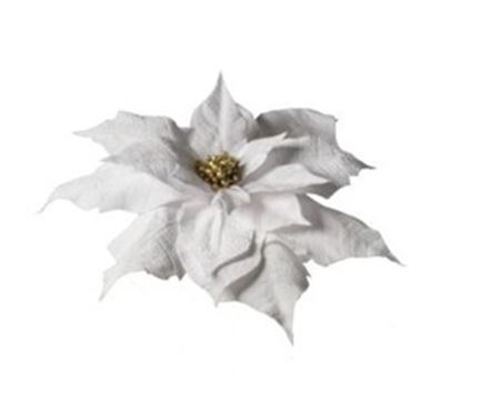 Xmas. Testa Stella Natale 70x70x15 Cm - White