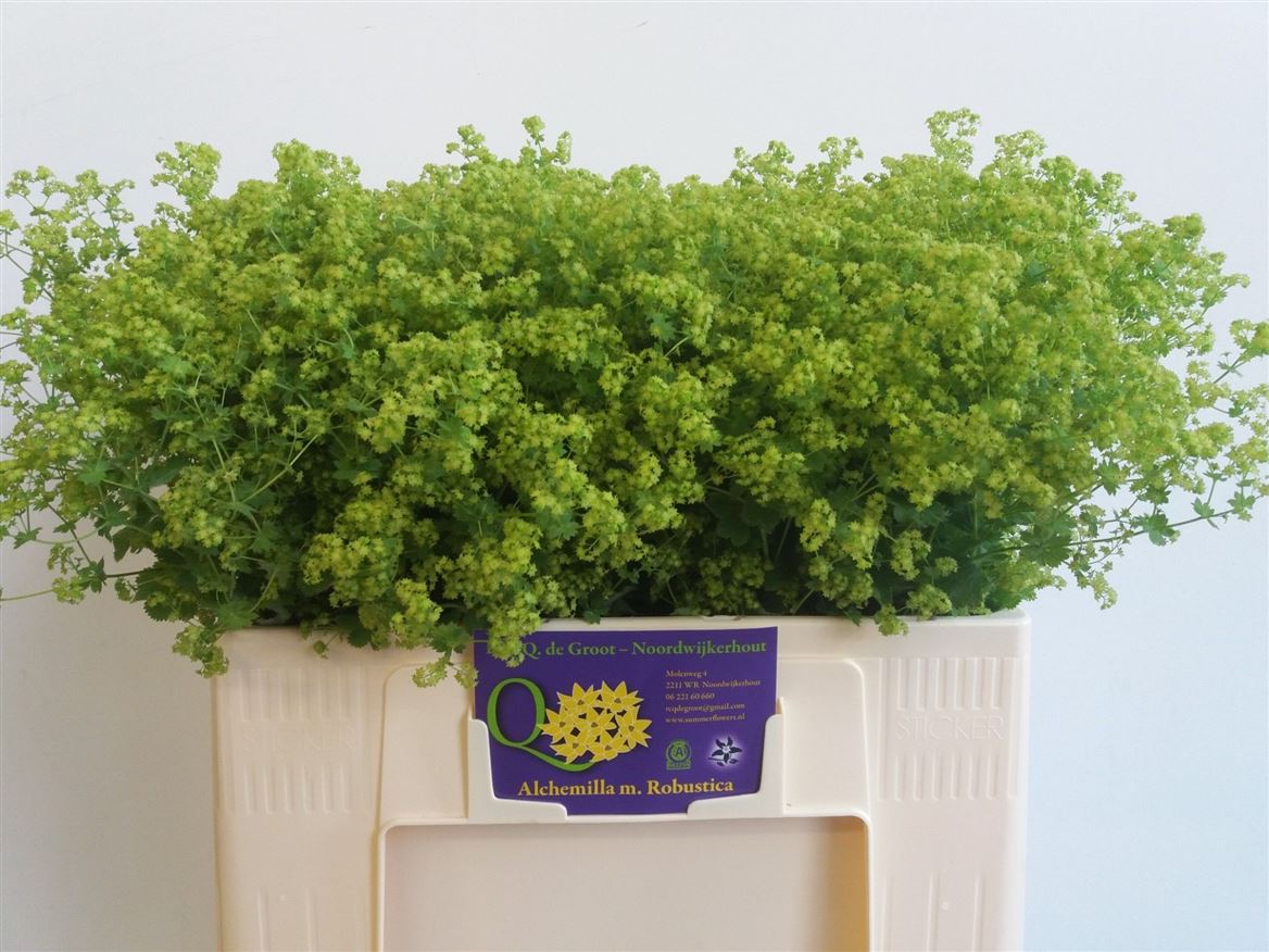 Alchemilla Robustica