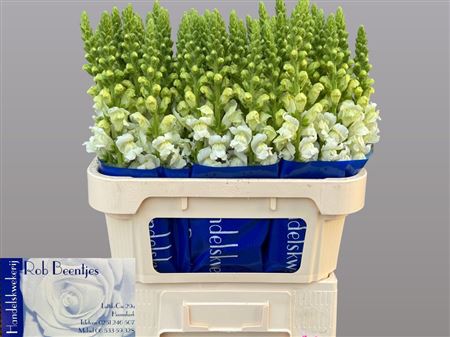 Antirrhinum Antibes White