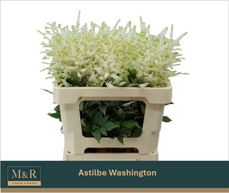 Astilbe Ja Whasingthon