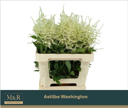 Astilbe Ja Whasingthon