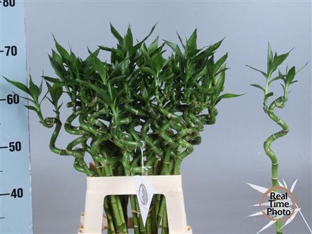 Bamboo Lucky Spiral + Toef