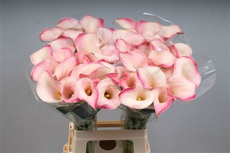 Calla Blushing Lady