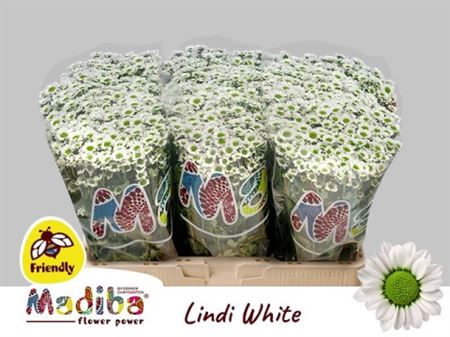 Chrys Sa Madiba Lindi White
