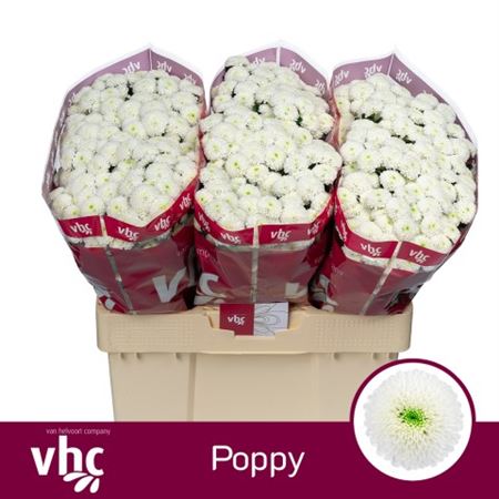 Chrys Sa Poppy