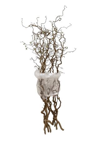 Corylus Contorta