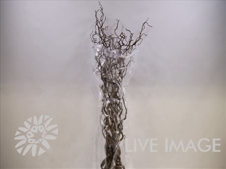 Corylus Contorta