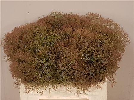 Cotinus Young Lady