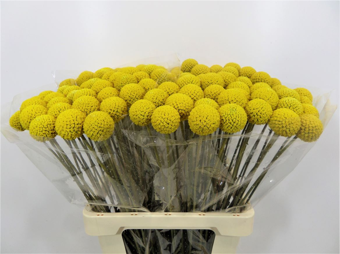 Craspedia Yellow
