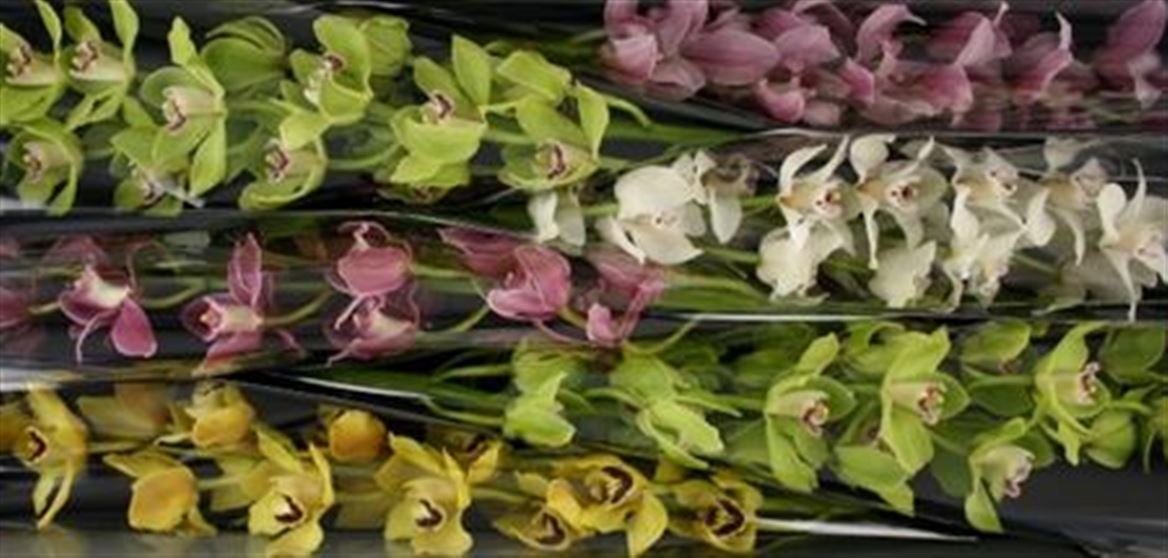 Cymbidium Mix Tilburg
