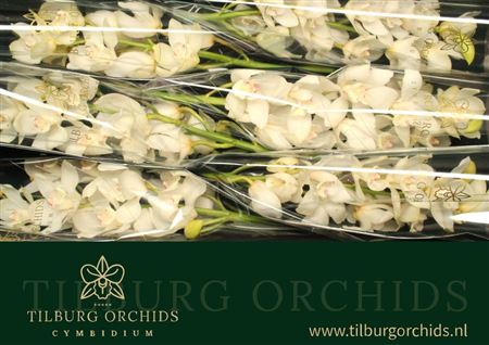 Cymbidium White Winterbird