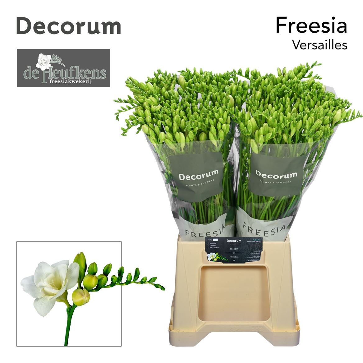 Freesia Do Versailles