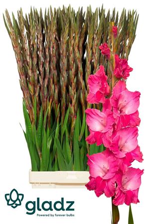 Gladiolus La Fairytale Pink