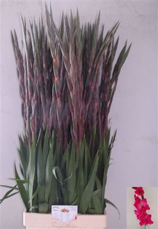 Gladiolus La Fairytale Pink