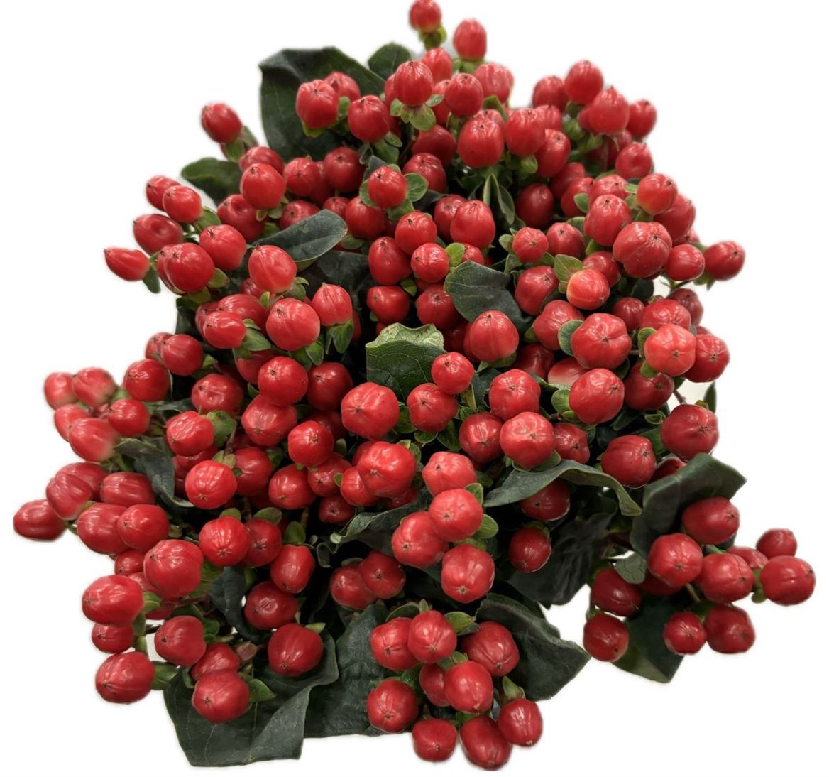 Hypericum True Romance