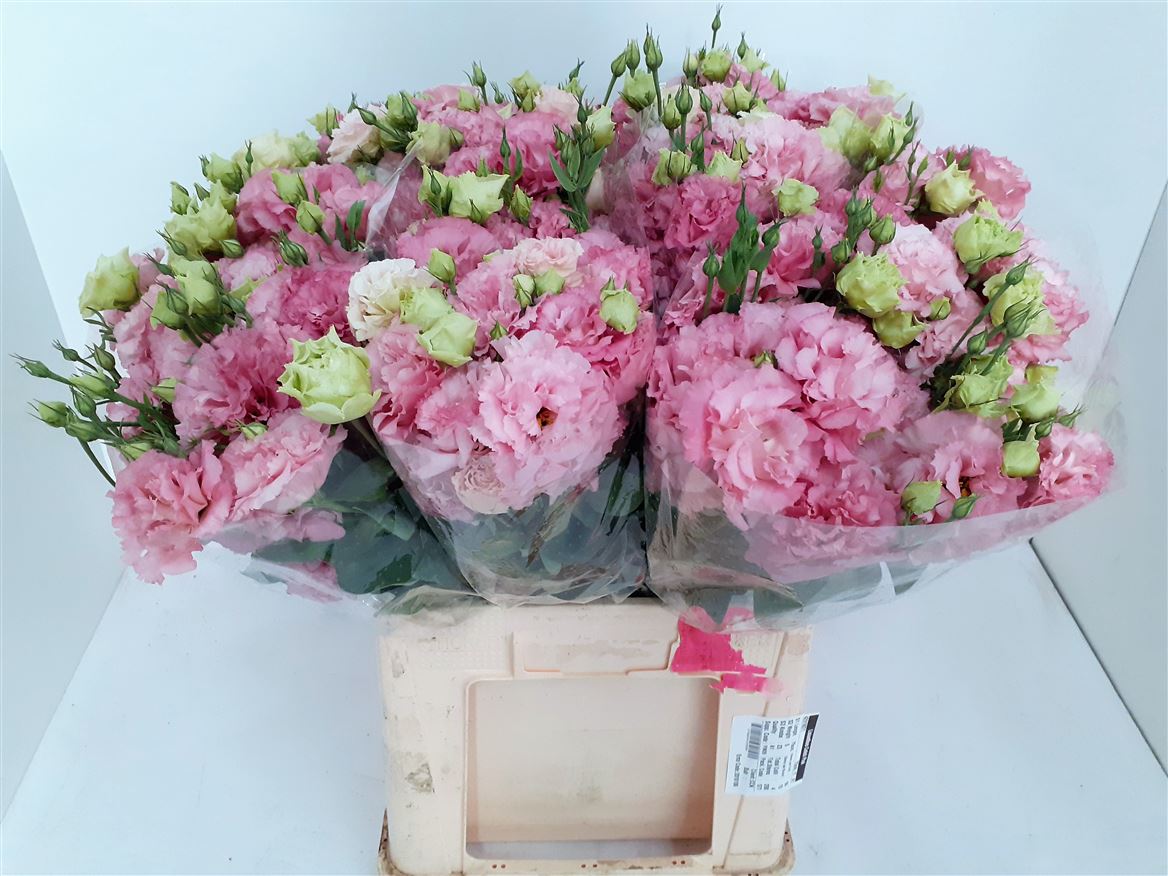 Lisianthus Celeb Pink