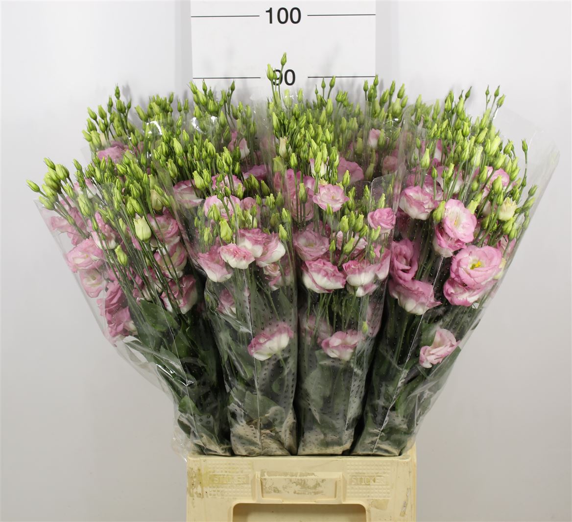 Lisianthus Rosita Pink Picotee