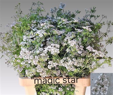 Orlaya Magic Star