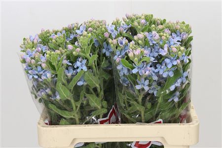 Oxypetal Tan Pur Blu