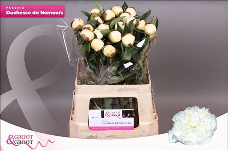 Paeonia Duchess De Nemours