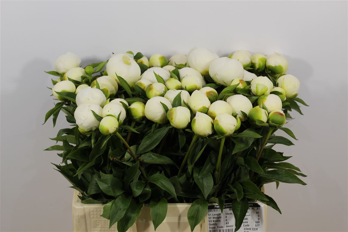 Paeonia Duchess De Nemours