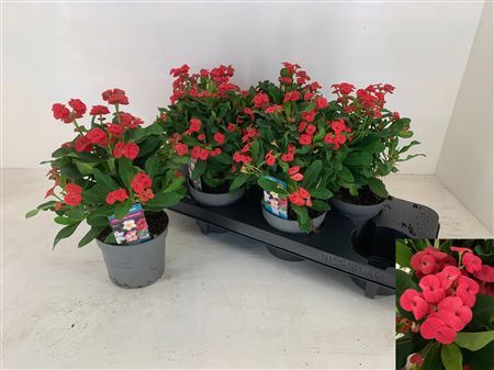 Piana Euphorbia Vulcanus