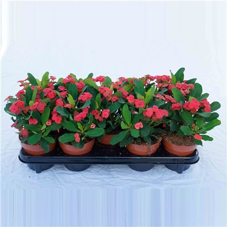 Piana Euphorbia Vulcanus