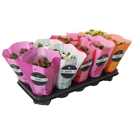 Pianta Kalanchoe Blossf Gevperfecta Mix 5kl