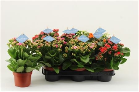 Pianta Kalanchoe Gev Gardenlina Mix