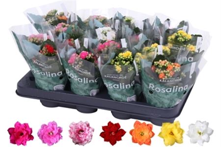 Pianta Kalanchoe Rosalina Mix