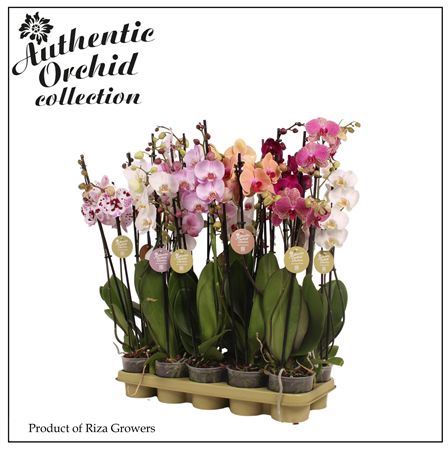 Pianta Phalaenopsis Mix 2 Spike
