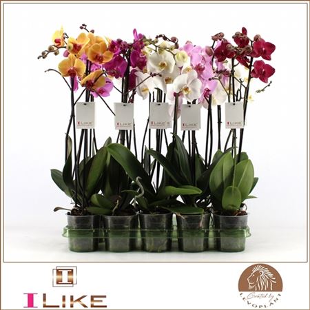 Pianta Phalaenopsis Mix 2 Spike