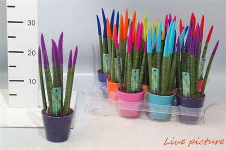 Pianta Sansevieria Cyl. Overig