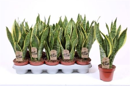 Pianta Sansevieria Trif. Laurentii