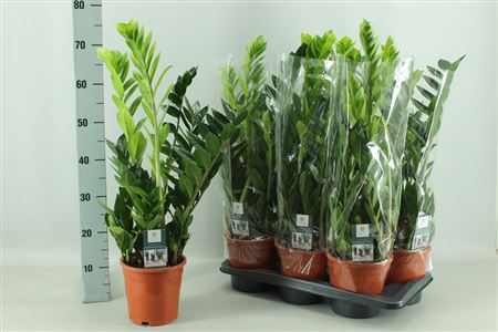 Pianta Zamioculcas Zamiifolia