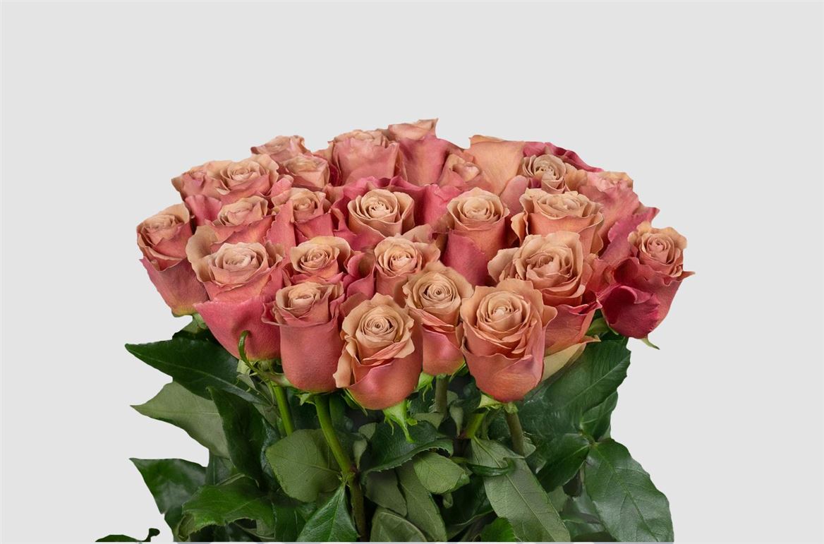 Rosa Ec Moab