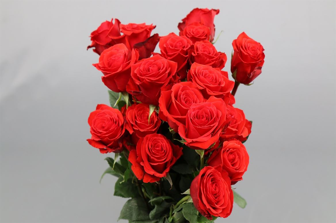 Rosa Ec Nina