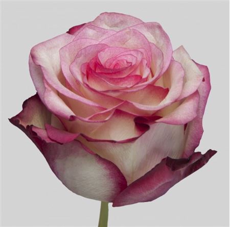 Rosa Ec Paloma High Connection