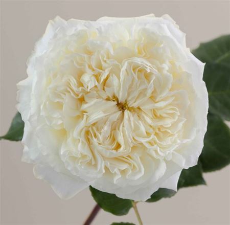 Rosa Garden D Aus Patience