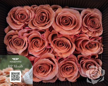 Rosa Garden Moab Tavola