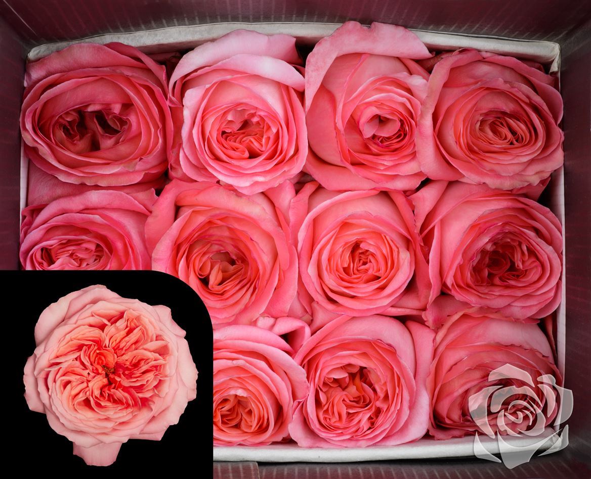 Rosa Garden Pink Xpression