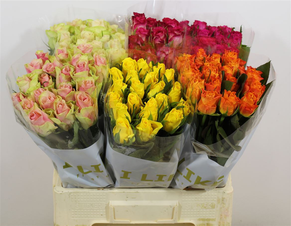 Rosa Ke Diff. Col. In Fust 60 Cm