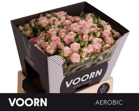 Rosa Spray Aerobic