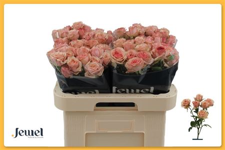 Rosa Spray Destini