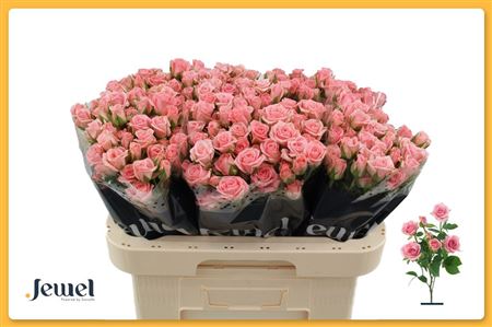Rosa Spray Odilia