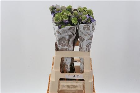 Scabiosa Scoop Focal Lavender