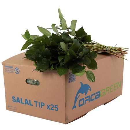 Verde Salal Tips Orca