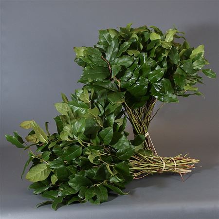 Verde Salal Tips Orca