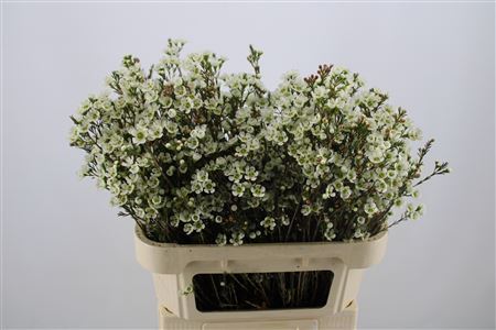 Wax Flower Sirius